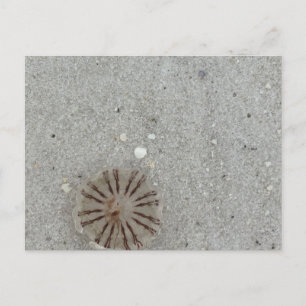 Cartão Postal medusa