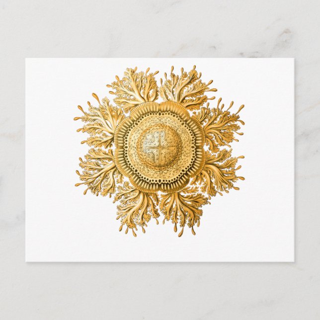 Cartão Postal medusa (Frente)