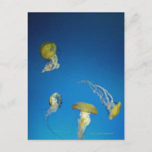 Cartão Postal medusa