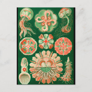 Cartão Postal Medusa