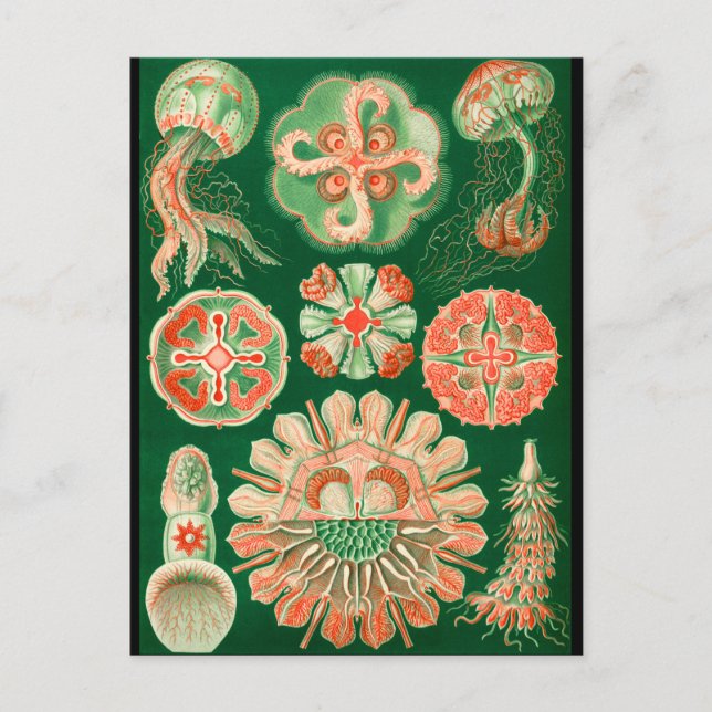 Cartão Postal Medusa (Frente)