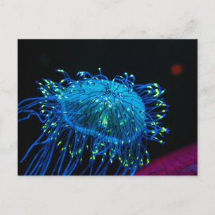 Cartão Postal medusa bioluminescente