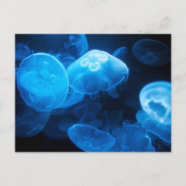 Cartão Postal Medusa da lua (Aurelia Aurita)