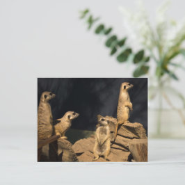 Cartão Postal Meercat