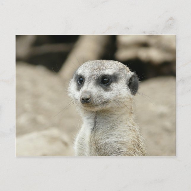 Cartão Postal Meerkat (Frente)