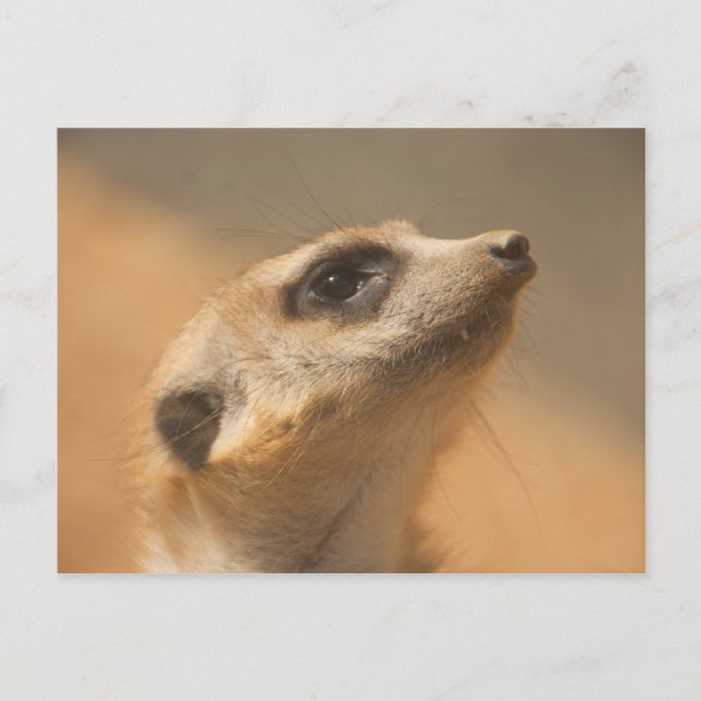 Cartão Postal Meerkat (Frente)