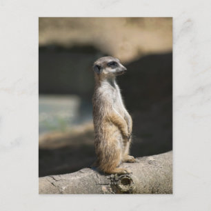 Cartão Postal Meerkat