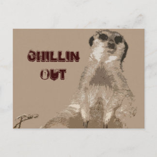 Cartão Postal meerkat
