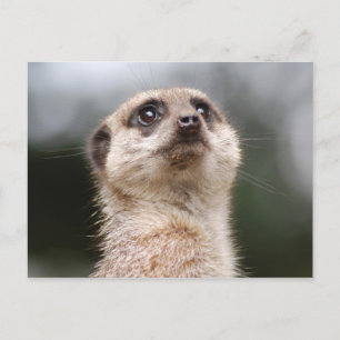 Cartão Postal Meerkat