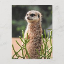 Cartão Postal Meerkat