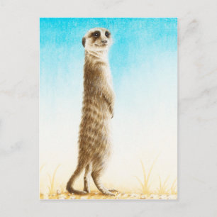 Cartão postal Meerkat