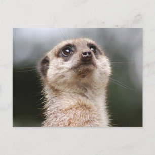 Cartão postal Meerkat