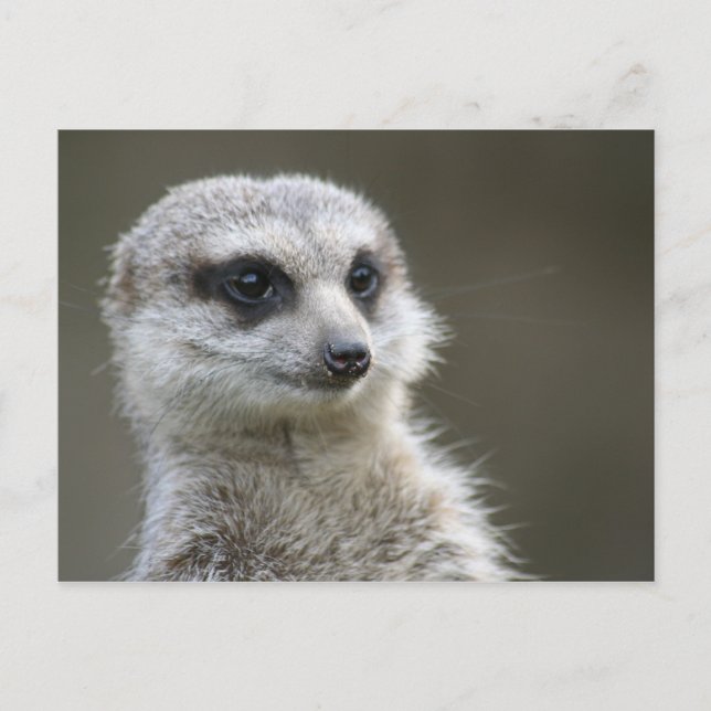 Cartão postal: Meerkat (Frente)