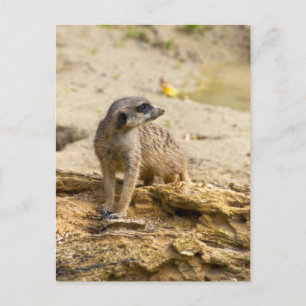 Cartão postal Meerkat