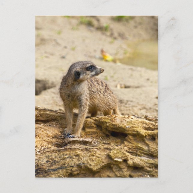 Cartão postal Meerkat (Frente)