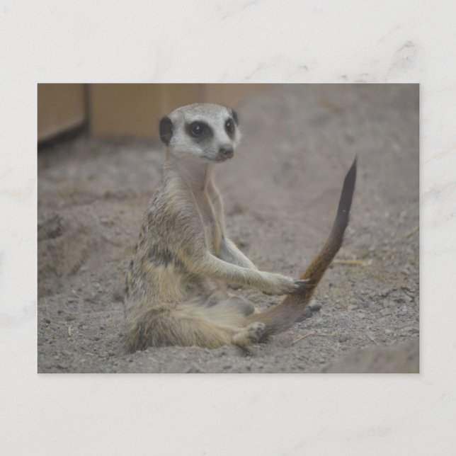 Cartão Postal Meerkat (Frente)