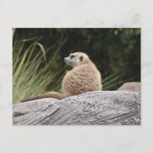 Cartão postal Meerkat