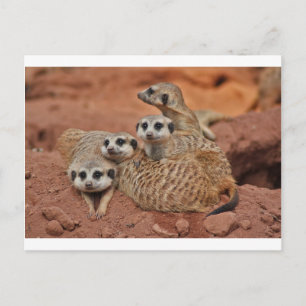 Cartão Postal Meerkat