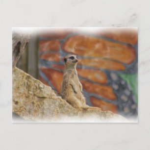 Cartão postal Meerkat