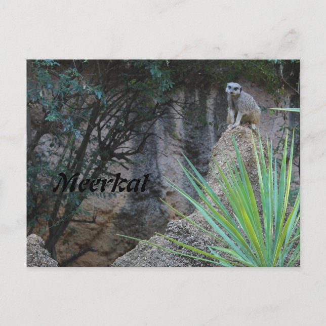 Cartão Postal Meerkat # 2 (Frente)