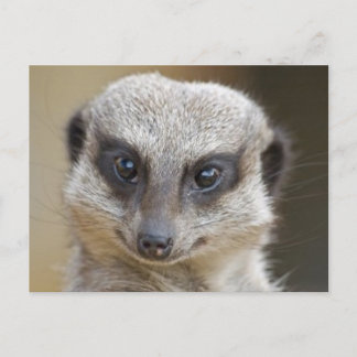 Cartão Postal Meerkat Close