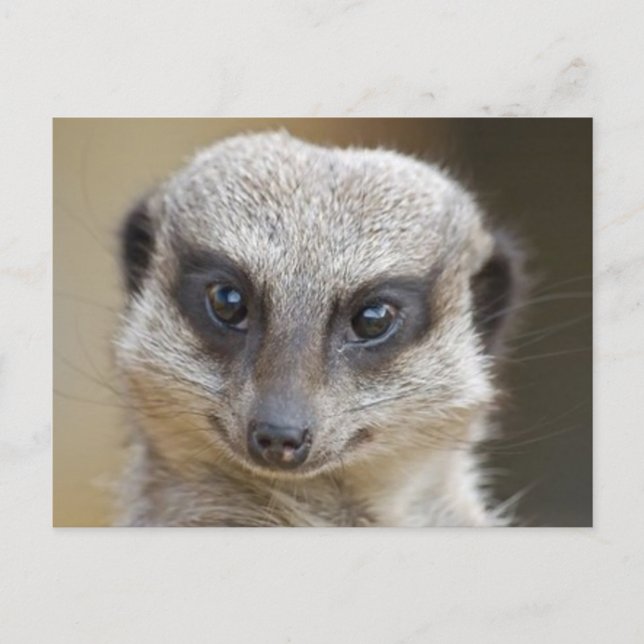 Cartão Postal Meerkat Close (Frente)