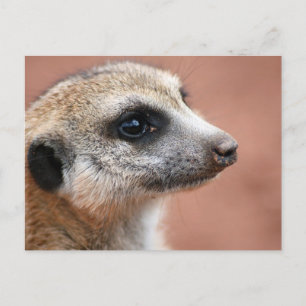 Cartão postal Meerkat curioso