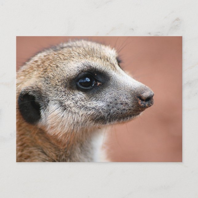 Cartão postal Meerkat curioso (Frente)