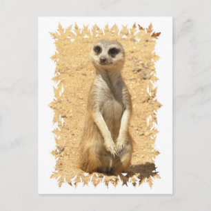 Cartão postal Meerkat curioso