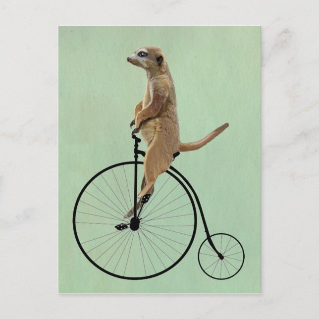 Cartão Postal Meerkat em Black Penny Farthing 2 (Frente)