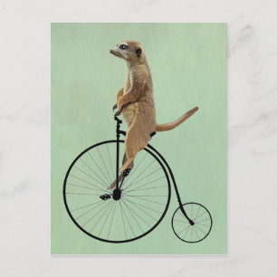 Cartão Postal Meerkat em Black Penny Farthing 2