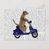 Meerkat em Blue Moped Escuro
