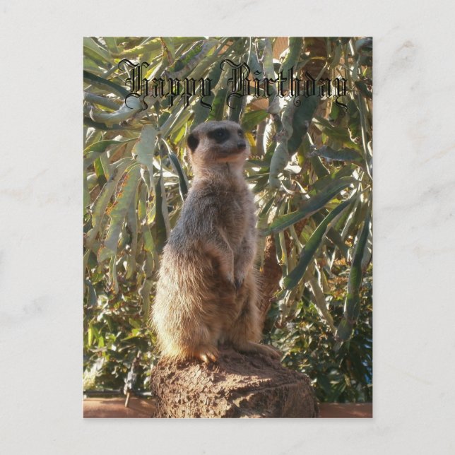 Cartão Postal Meerkat Em Guarda, Feliz Aniversário (Frente)