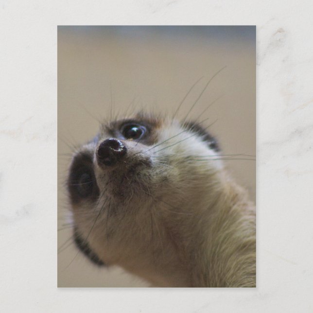 Cartão Postal Meerkat Está A Parecer Dramático (Frente)