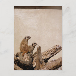 Cartão Postal Meerkat Lookout