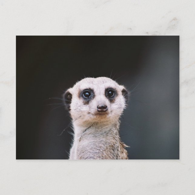 Cartão Postal Meerkat Lookout (Frente)