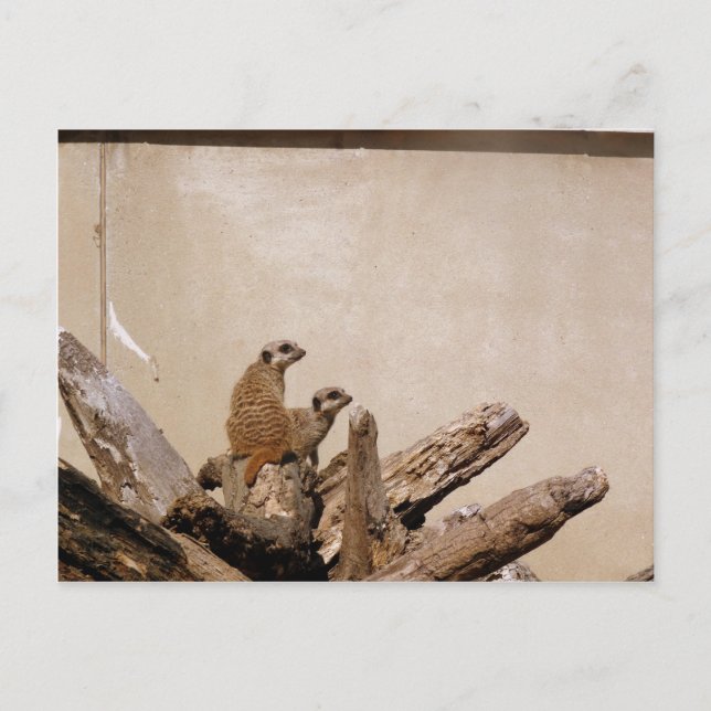 Cartão Postal Meerkat Lookout (Frente)