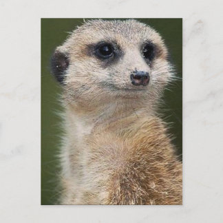 Cartão Postal Meerkat, olhe para fora