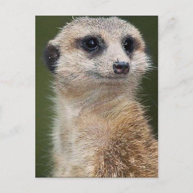 Cartão Postal Meerkat, olhe para fora (Frente)