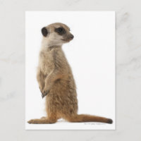 Meerkat ou Suricate - Suricata suricata
