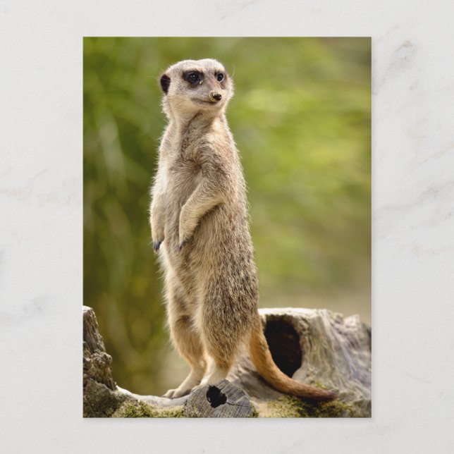 Cartão Postal Meerkat parado em pé (Frente)