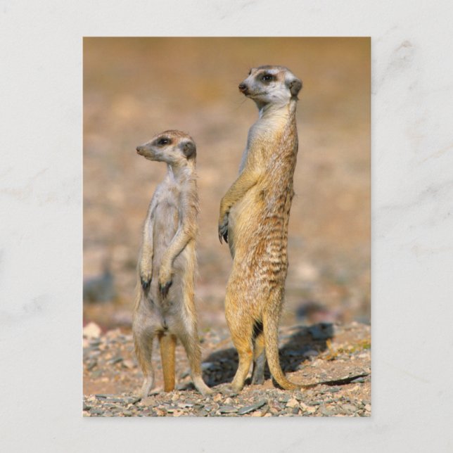 Cartão Postal Meerkat (Suricata Suricatta) Sentinels, Karas (Frente)