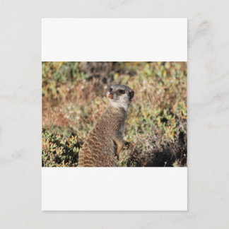 Cartão Postal Meerkat vigilante