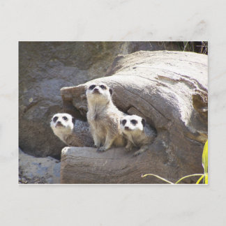 Cartão Postal Meerkats