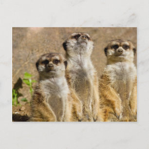 Cartão Postal Meerkats