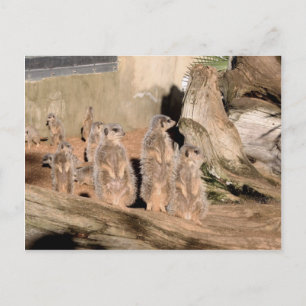 Cartão Postal Meerkats