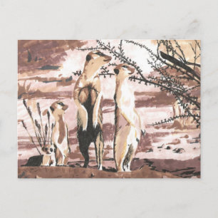 Cartão Postal Meerkats