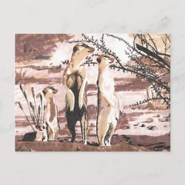 Cartão Postal Meerkats (Frente)