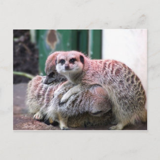 Cartão Postal Meerkats