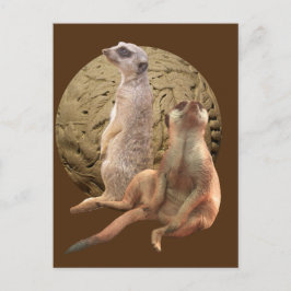 Cartão Postal Meerkats Indianapolis Zoo